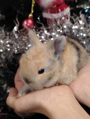 Toyuqlar: Ev dovşanı balaları - Növlər: xırda ölçülü dekorativ ev dovşanları — 1