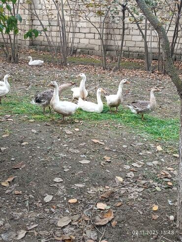 Hyundai: Salam qardaşlar hazır təmizlənmiş qaz əti var sifarişlə kəsilir — 1