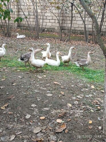 Коровы, быки: Qaz sürüsü satılır Linda kuban qazları satılır 40 ədədi bir ədədi 35 — 2