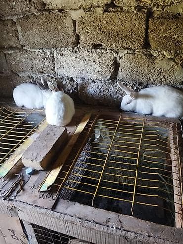 etlik cuceler: Ağ rəngli dovşanlar – yetişdirmə və ev heyvanı üçün - Rəng: tam ağ — 5