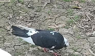 Heyvanlar üçün mallar: Qara-ağ rəng çalarlarında ev göyərçini - Növ: ev göyərçini (qara və — 1