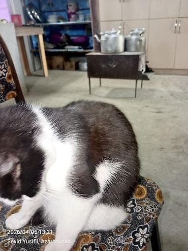 pisik adlari rusca: Yaxşı əllərə — 8