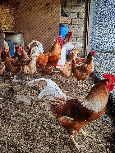 Inəklər, öküzlər: Toyuq, Yumurtalıq, Ünvandan götürmə — 5