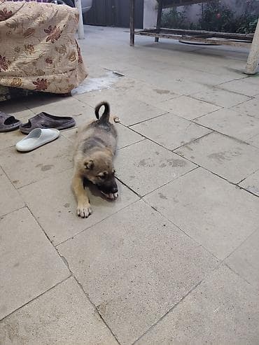 50 günlük kangal balası. Ozum yeni almısam sadece işimlə baqlı — 4
