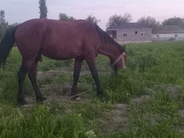 kirpi qiymeti: Erkək, il: 4, Ünvandan götürmə — 4
