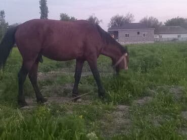 cins qoyunlar: Erkək, il: 4, Ünvandan götürmə — 3