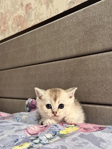 pişim: Şotland, Erkək, Ünvandan götürmə, Pulsuz çatdırılma — 8