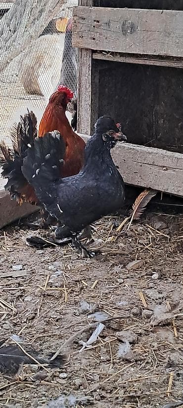 cins atlar: Toyuq, Damazlıq — 4