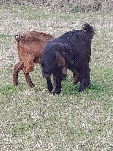 ev iti pudel: Qoyun-keçi təsərrüfatı üçün 2 baş yerli keçi - Növ: yerli (et və süd — 2