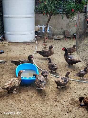 dana qiyməti siyəzən: Salam Aleykum Gördüyüvüz Krasnadarların (qırmızı öküz) hamısıni — 5