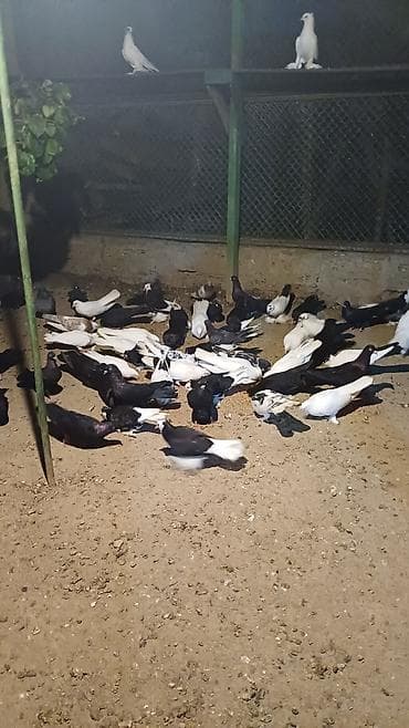 quş xana: Məhsul: Qabarlı ayaqlı dekorativ göyərçinlər (qarışıq rənglər) — 8