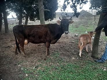 Кошки: Südlük inek 2 qarın erkek bala 12 letr südü var sağımda rahat — 1