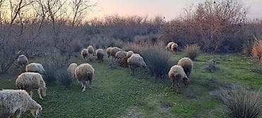 İtlər: Satılır: Qoyun sürüsü - Növlər: qarışıq yerli cinslər (şəkildə — 1