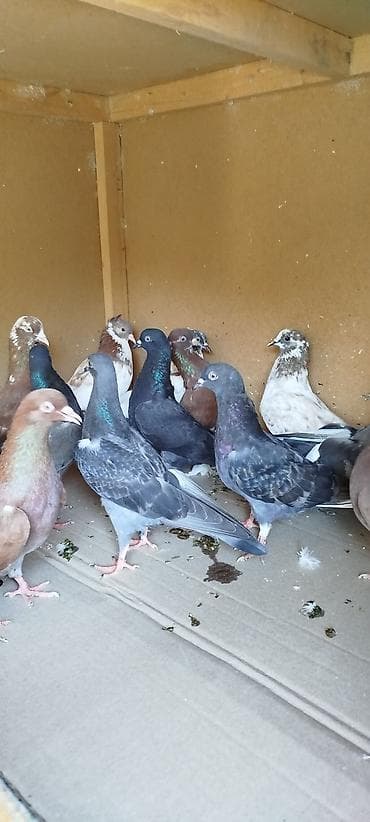 heyvanlarin satisi: Quşlar satılır 15 ədəddi biri 3 manattan ünvan Lenkaran Bakiya — 4