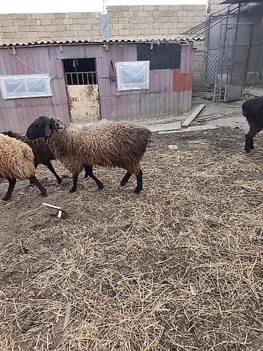 Akvariumlar: Salam qoyun yani balali 3 gündür dogub birinci balasidir saglam aktiv — 3