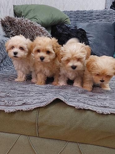 Akvariumlar: Maltipoo balaları – mini ölçü, şirin görünüş və ailə üçün ideal — 3