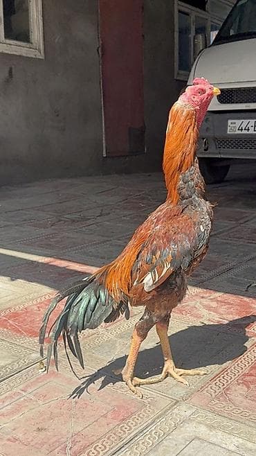 qoyun quzu satilir: Təsvir:heyratı xoruzu satılır ucuz qiymete serfeli gel alde - Cins — 1