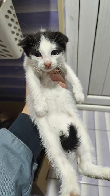 bala pişik pulsuz: Yaxşı əllərə — 9