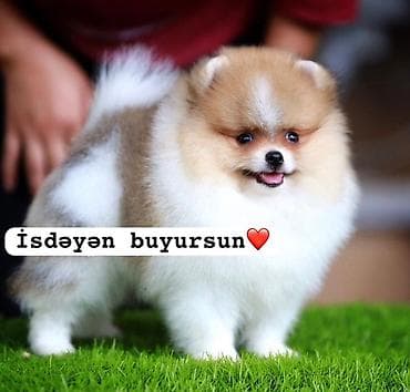 pomeranian spitz baku: Şpitz, 2 ay, Ünvandan götürmə — 1