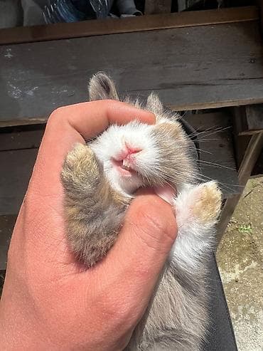 satlıq atlar: 1 aylıq çox şirin dovşan satılır 🐰✨ Tam sağlamdır, çox sakit və — 3