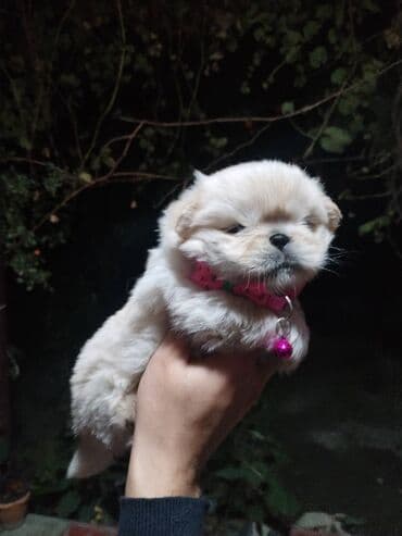 pişik balası: Pekines, Dişi — 1