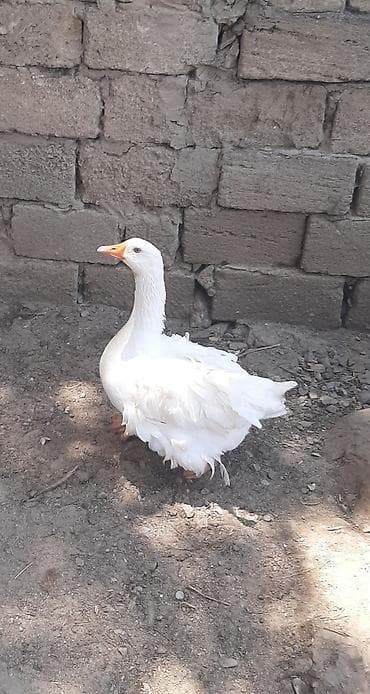 Dişi, Damazlıq