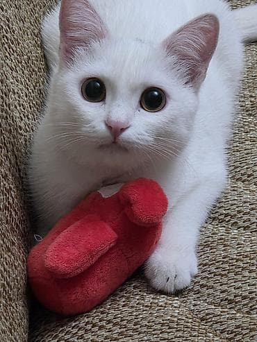 Dişi, Yaxşı əllərə