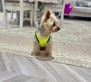 Geyimlər: Salam york Satilir pasportu var bütün privivkalari vurulub, yemeyi — 3