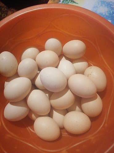 Ağ rəngli toyuq yumurtaları - Təbii, təzə yumurtalar - Orta ölçülü