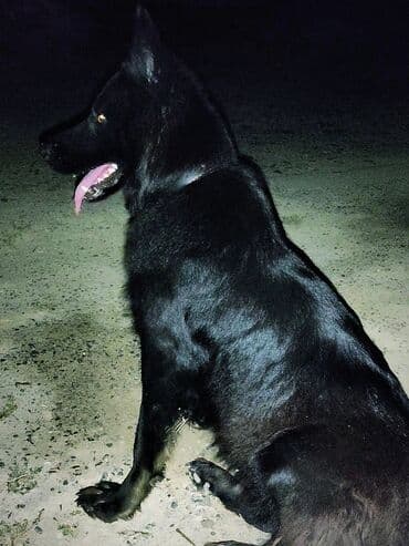 немецкие овчарки купить: Немецкая овчарка, 1 год, Самка, Самовывоз — 1