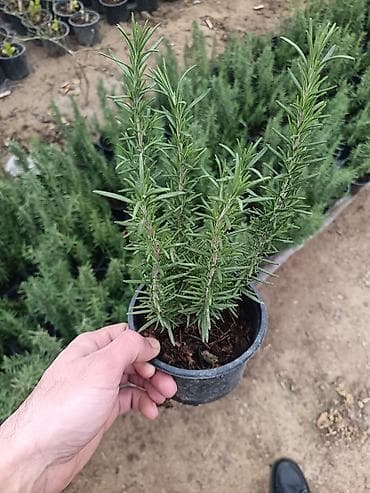 heyet gulleri ve adlari: Məhsul: Bəzək kolları və çoxilliklər – saksıda Təsvir: - Hər biri — 8