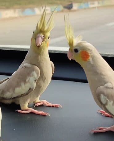 danişan quş: Salam bayram endi̇ri̇mləri̇ davam edi̇r . Bi̇ldi̇rmək i̇stərdi̇mki̇ — 3