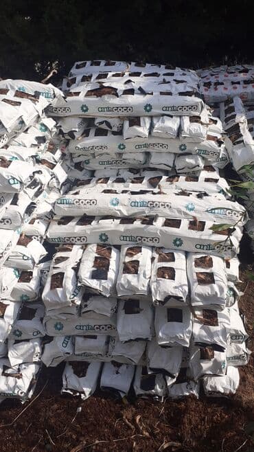 kok saplar: 🌱 100% təbii kokos torfu 💧 Suyu saxlayır, kök sistemini gücləndirir — 3