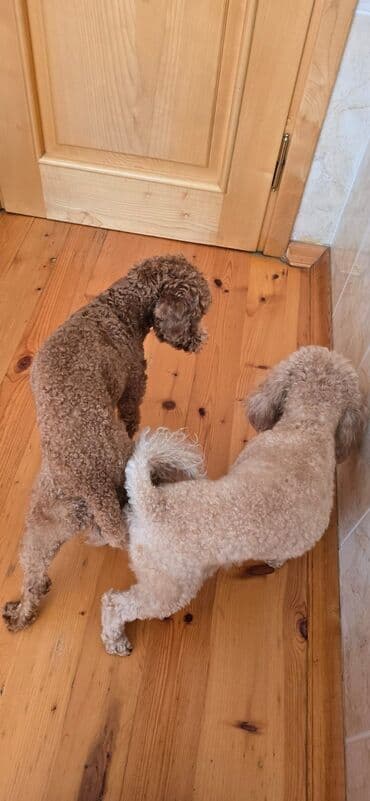 qurd basan: Pudel, 1 ay, Dişi — 9