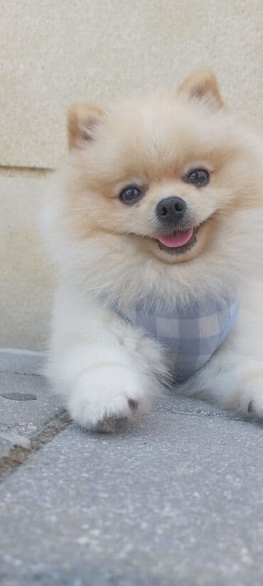 cütleşdirilir: Шпиц, 2 года, Самец, Для вязки, Бесплатная доставка, Доставка в районы — 6