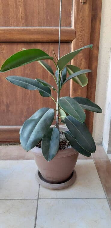 İstənilən evin interyerinə yaraşar. Hündürlükləri 80 sm-dir. Qiymət lalafo.az -da İstənilən evin interyerinə yaraşar. Hündürlükləri 80 sm-dir. Qiymət