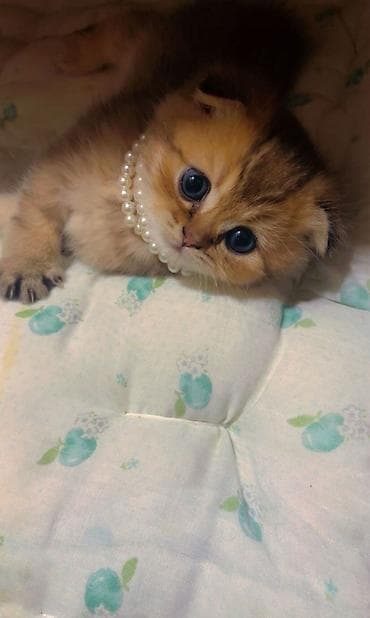 arpa bugda satisi: Şinşilla, Erkək, Dişi — 4