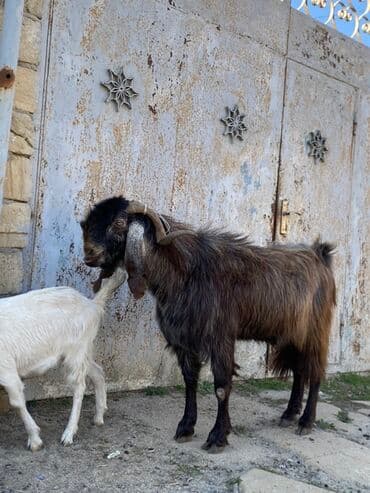 sanen keçi: Hələbdi safqan əsl saxlanmalı heyvandı, cavandı çox iri heyvandı başqa — 2