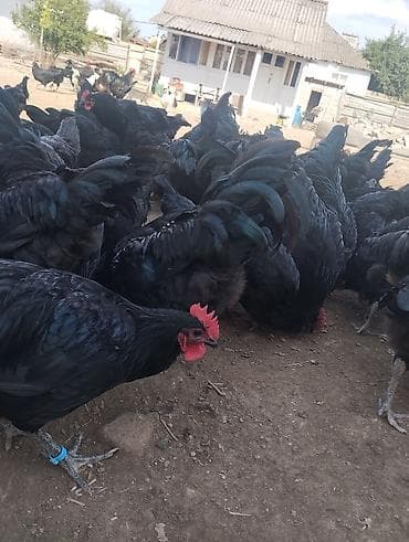 ev heyvanları satışı: 4 ayliq Avstrolop xoruzlari satilir.Heyvanlar goz qabagindadi say — 1