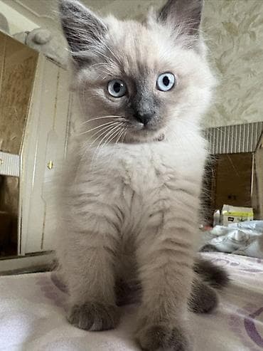 dekarativ heyvanlar: Ragdoll tipli balaca pişik Ragdoll ilə persin qarışığıdır balalar - — 5
