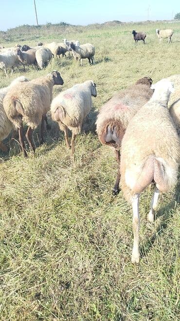 bakida cins ineklerin satisi: Dişi, il: 1, 50 kq, Damazlıq, Ünvandan götürmə — 6