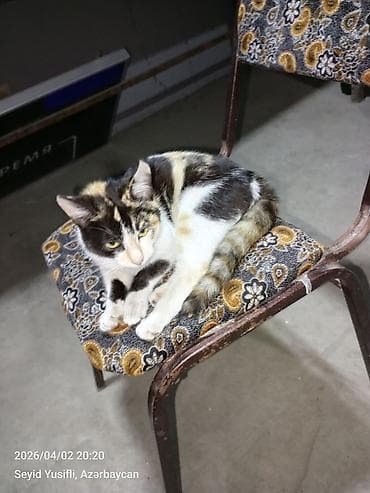 xacmaz heyvan bazari: Dişi, Yaxşı əllərə — 8