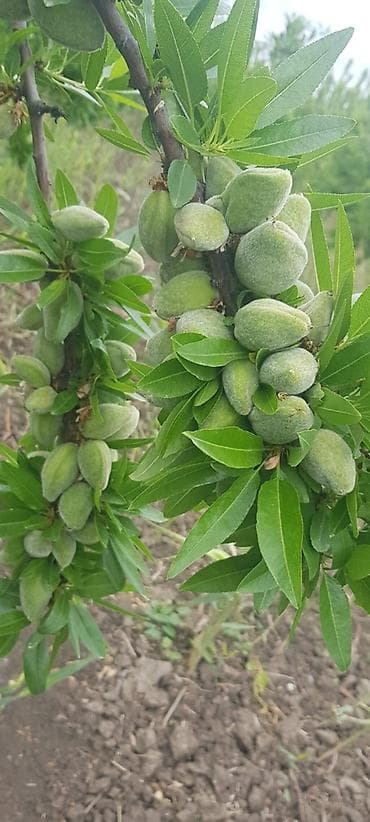 Badam bağı 8 yaşında. Şabranda 8 ha Badam bağı, ceşidi Feraduel və