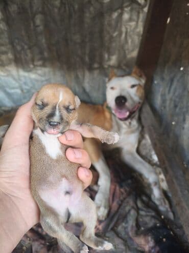 ayagi tuklu toyuqlar: Pitbul, 1 ay, Ünvandan götürmə, Rayonlara çatdırılma, Pulsuz çatdırılma — 9