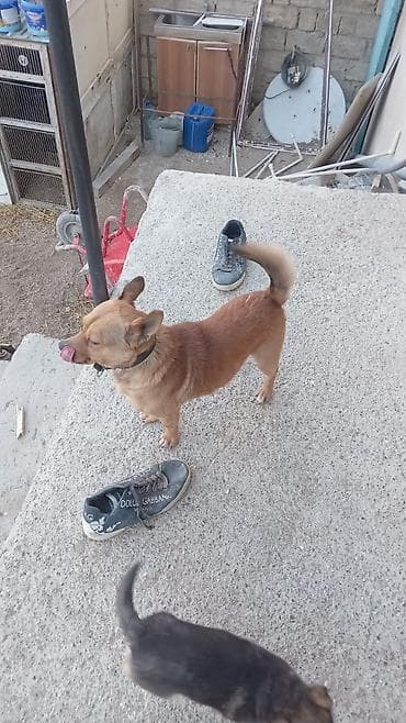 heyvan: . etrafli melumat uccun zeng edin — 2