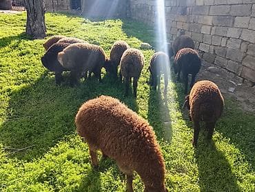 pişik ucun ev: Qarabağ tipli qara-qəhvəyi yunlu quzu sürüsü - Məhsul: ev şəraitində — 4
