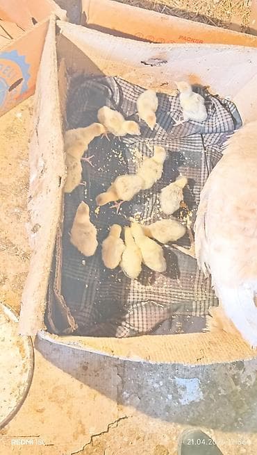 hinduska satilir: Самец, Amerika, Для мяса, Самовывоз — 3