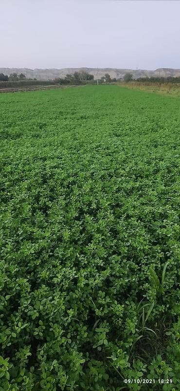 saf su: Salam ərazi Mingəçevirə çox yaxın Günəşli qəsəbəsinin yanında cəmi — 10