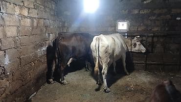 balaca quzu: Dişi, il: 6, Südlük, Ödənişli çatdırılma — 1