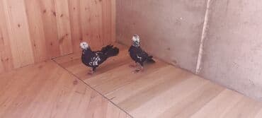 alişan: Növ: Bəzək/evcil göyərçinlər Say: 2 ədəd (cüt) Rəng: Qara fonda ağ — 5